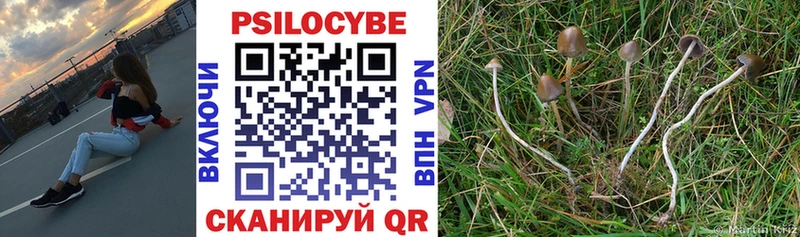 Галлюциногенные грибы Psilocybe  Чернушка 